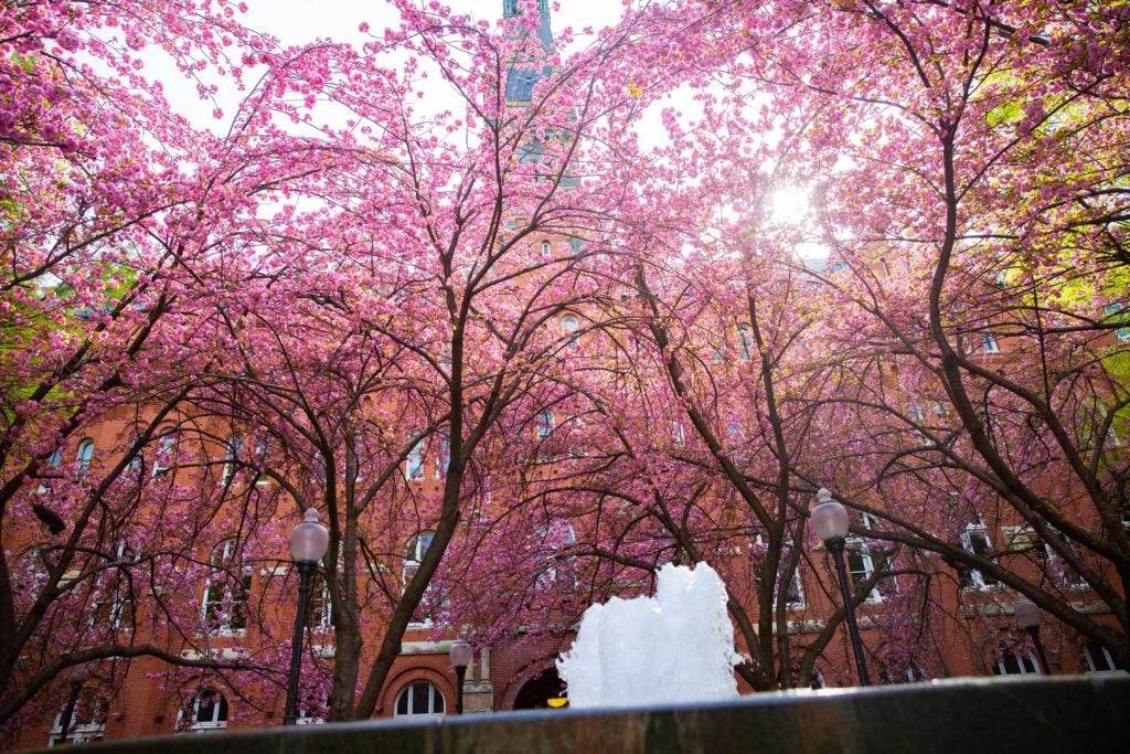 Dahlgren Quadrangle in Spring - showing fountain and blooming trees