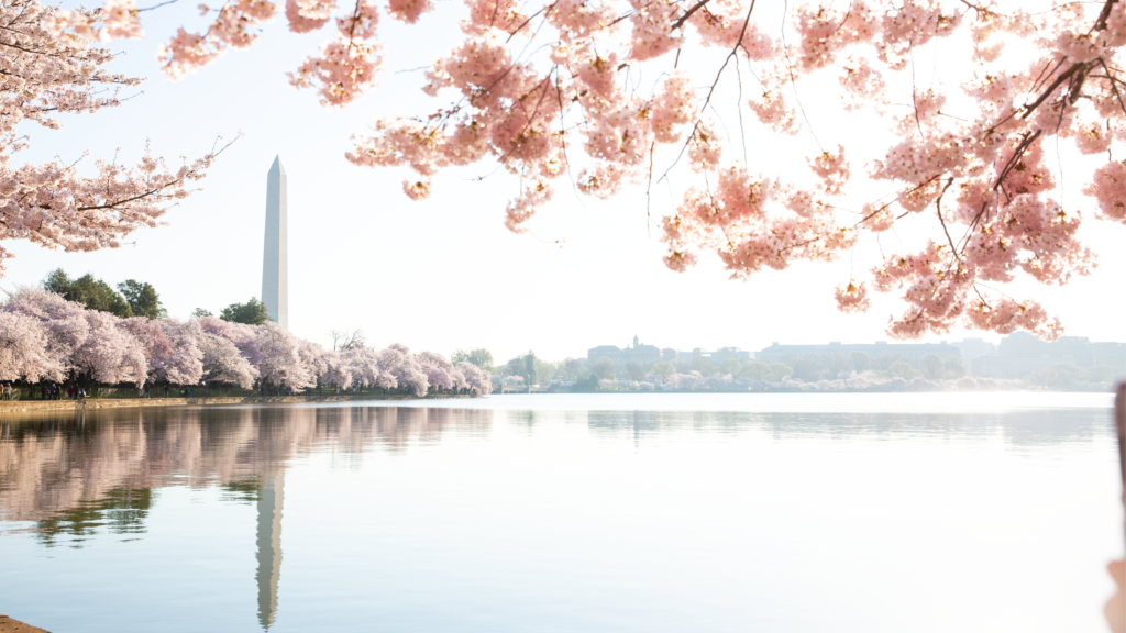 Image of the Washington Monument taken during the cherry blossom festival
