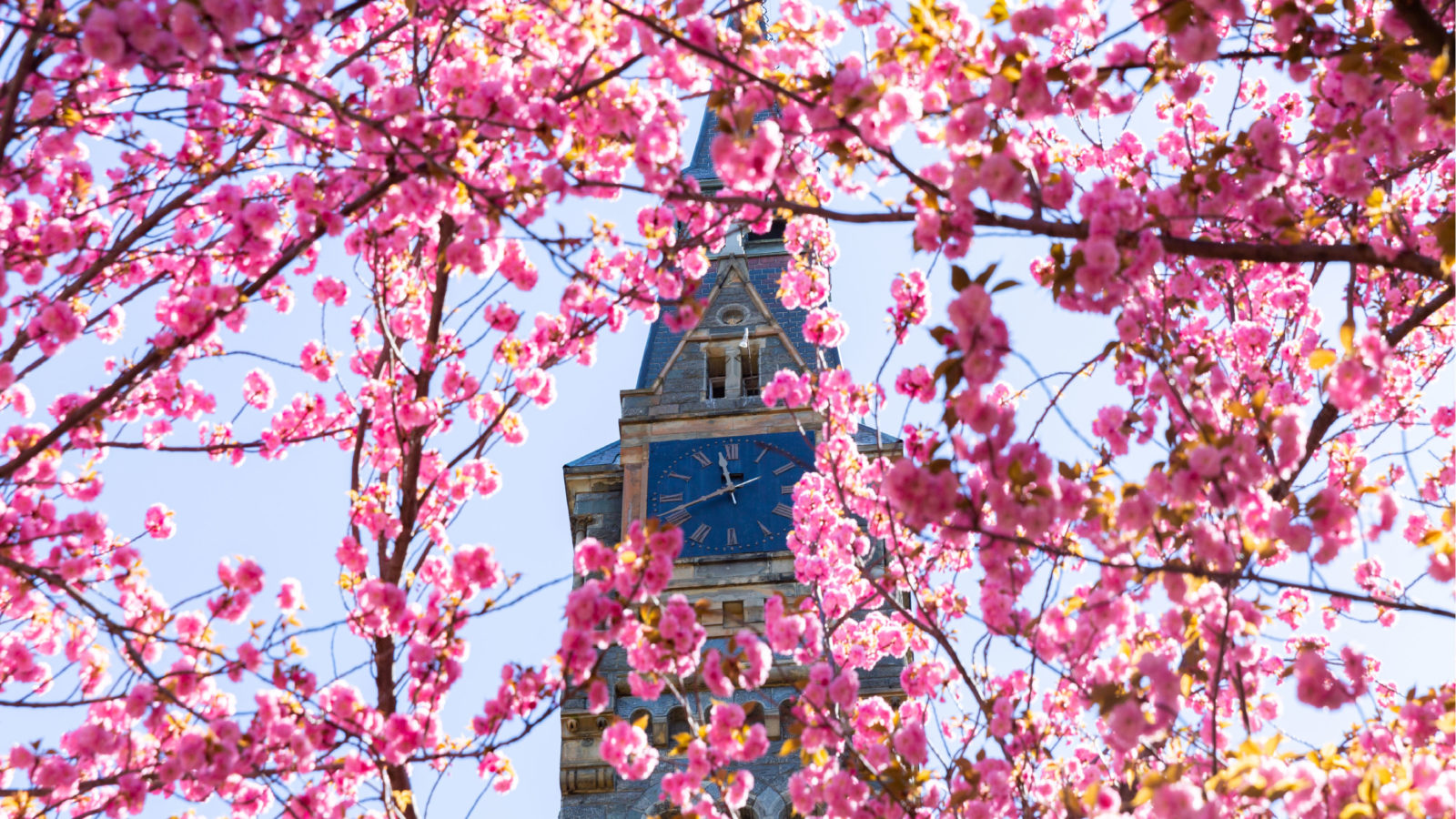 Cherry Blossoms on Campus - Healy Hall clock tower in background