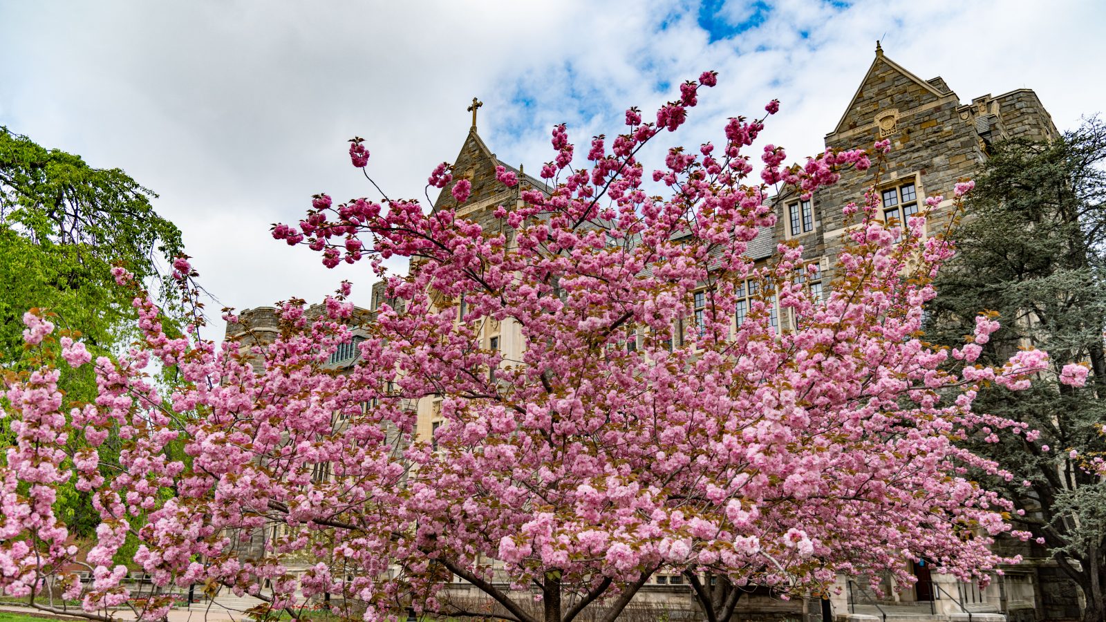 Georgetown Campus in Spring