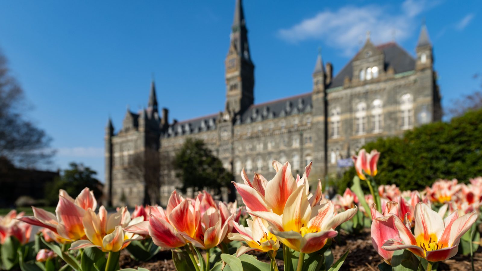 Healy Hall in the springtime