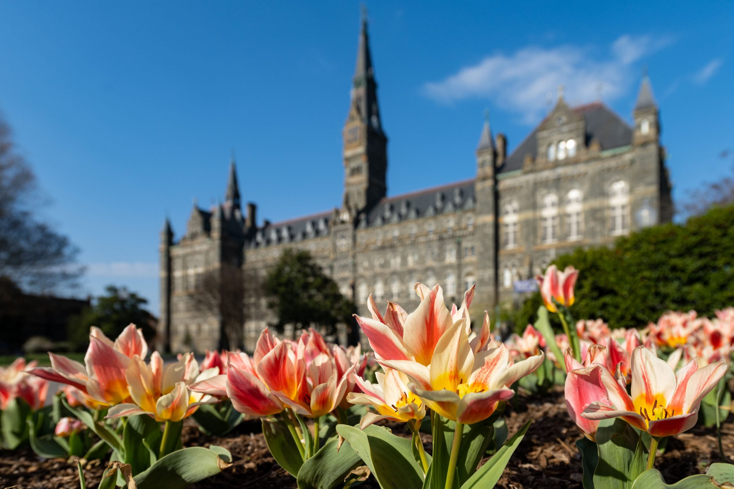 Healy Hall in the springtime
