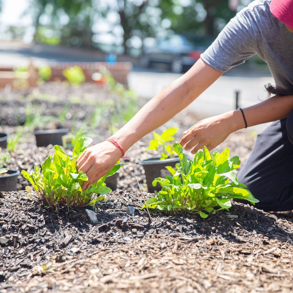 Student planting a garden