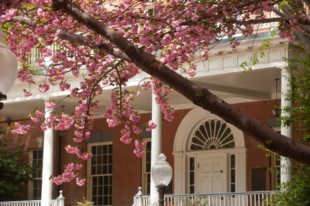 Old North Cherry Blossoms