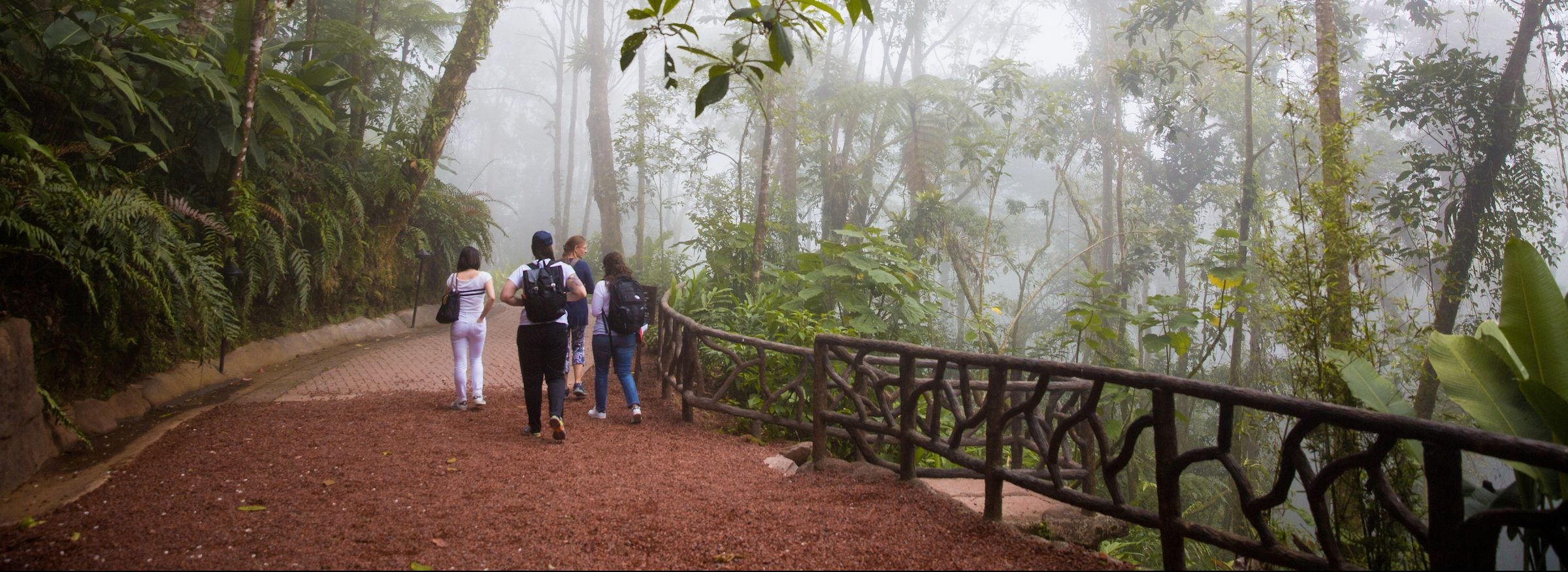 Four students walking in a forest