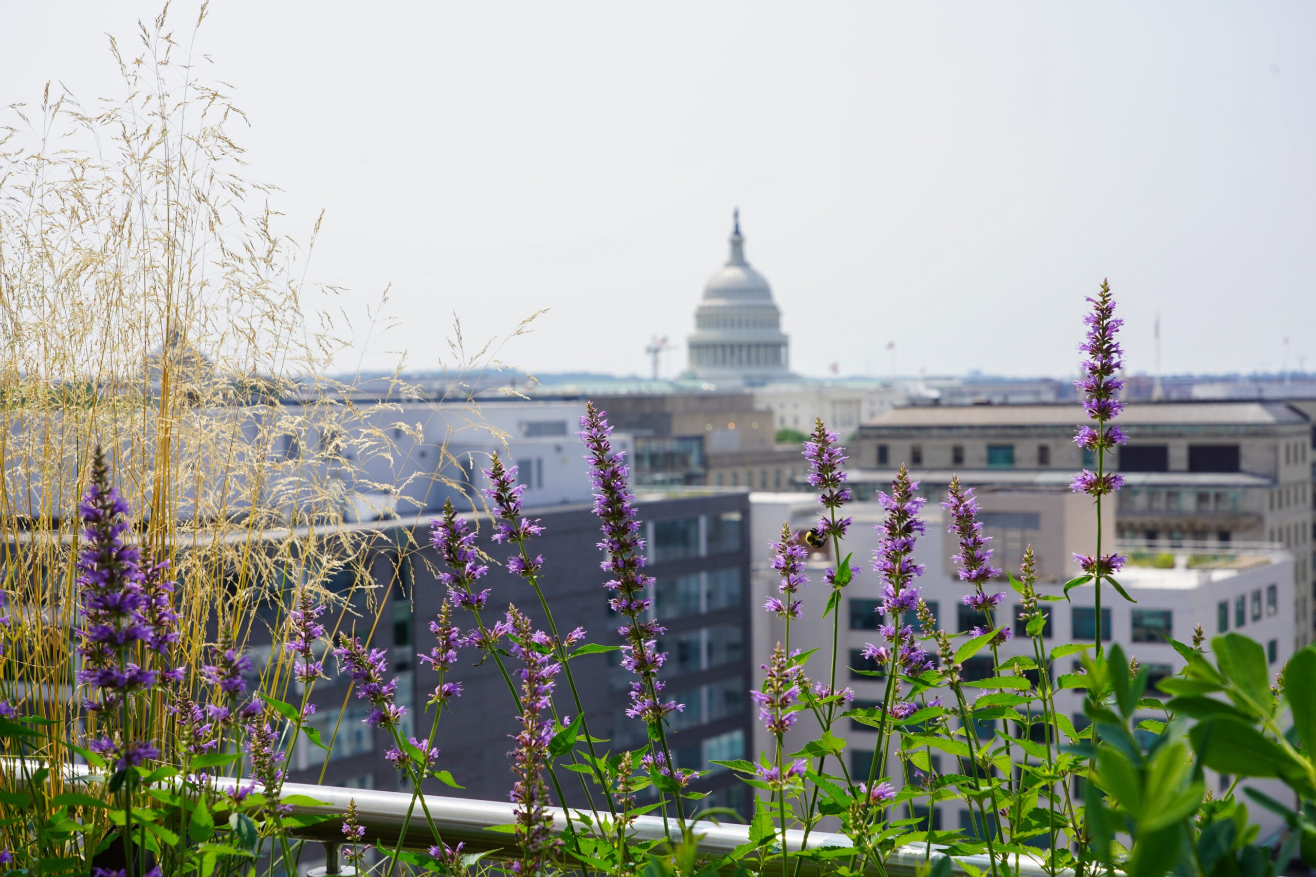 McCourt School announces the Joan Dougherty Endowed Scholarship Fund for undergraduate public policy majors