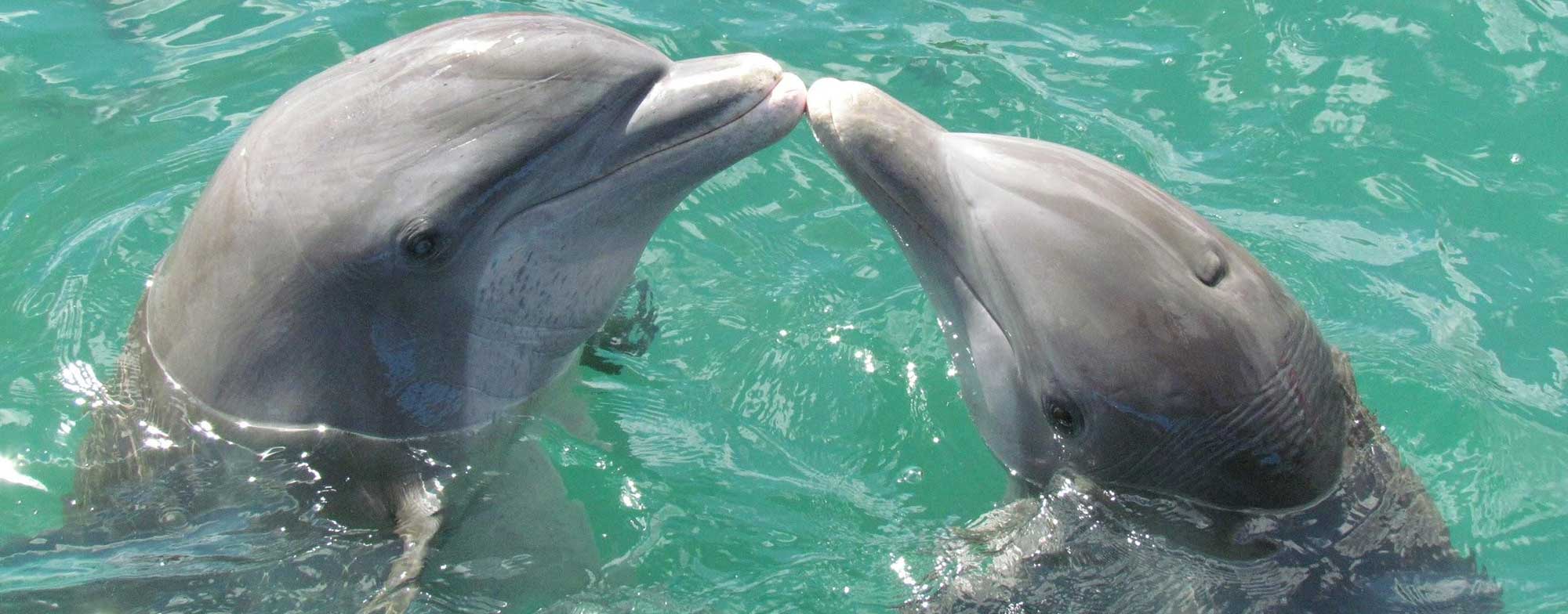 Bottlenose Dolphins of the Potomac